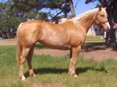 Paddys Gin Sage JW<br>AQHA 5454372